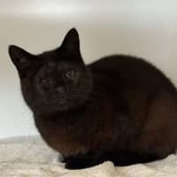 Photo of Midnight