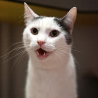Photo of Wicket