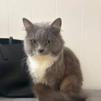 Photo of Henry