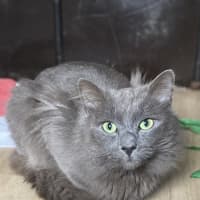 Photo of Morris 💙