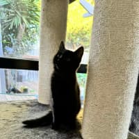 Photo of Pixie & Rocky