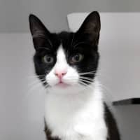 Photo of Chanel Rstk013540