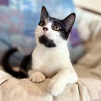 Photo of Sammy   Located In Eltham