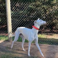 Photo of Dolly  Located Melbourne And Toongabbie