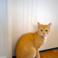 Photo of Tessa