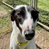 Photo of Ray (Prev. Ramone)