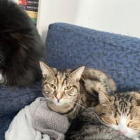 Photo of Caitlyn **2nd Chance Cat Rescue**