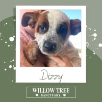 Photo of Dizzy