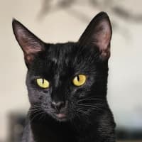 Photo of Violet