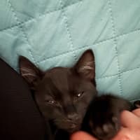 Photo of Gotham **2nd Chance Cat Rescue**