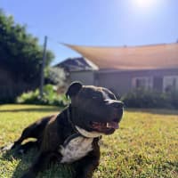 Photo of Sugar