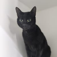 Photo of 🐱‍👤 Lumi 5385 🐱‍👤