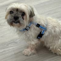 Photo of Gingy Newhaven