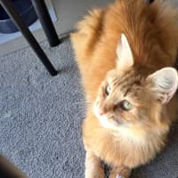 Photo of Kitty Purry