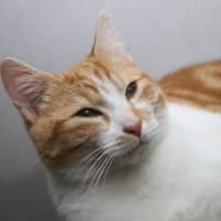 Photo of Tommee Available At Pet Quarters Glendale