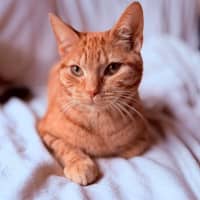Photo of Boris   In Foster Care In Templestowe