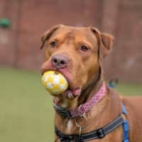 Photo of Spud