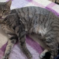 Photo of Cherry