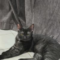 Photo of Yahtzee