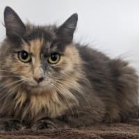 Photo of Cherry
