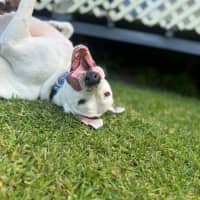 Photo of Baxter   5 Year Old Bullmastiff