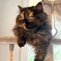 Photo of Pepper