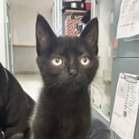 Photo of Fancy