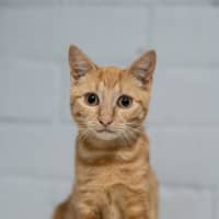 Photo of Peaches