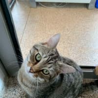 Photo of Freddy Meowcury