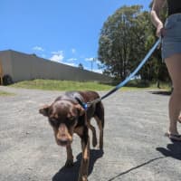 Photo of Roxy   14 Month Old Kelpie (Trial 28/3)