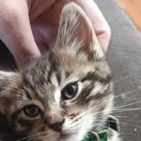 Photo of Chairman Meow