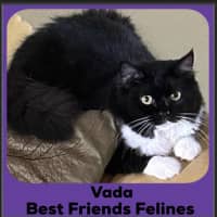 Photo of Vada 
