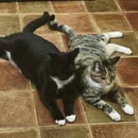 Photo of Lotus & Sage