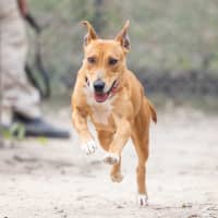Photo of Ziggy