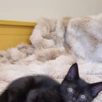 Photo of Astrid