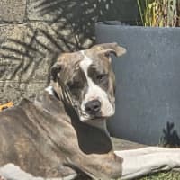 Photo of Remi   10 Month Old Staffy X Bulldog