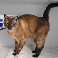 Photo of Buddy