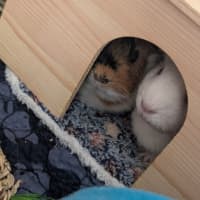 Photo of Cinnamon / Mochi