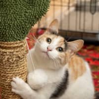 Photo of Ginger Bit