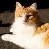 Photo of Fairy Cakes (Berry) 