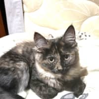 Photo of Lettie