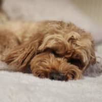 Photo of Winston Quinell