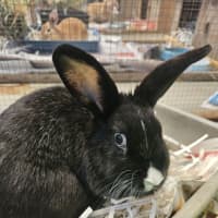 Photo of Trixie