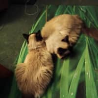 Photo of Sailor Moon & Shilo *9 Lives Project Rescue*