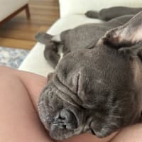 Photo of Bruce   3 Year Old French Bulldog (Hold)
