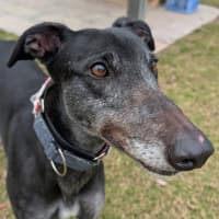 Photo of Judy The Greyhound