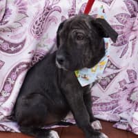 Photo of Nellie