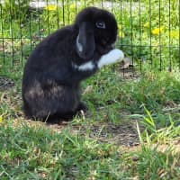 Photo of Socks