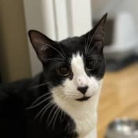 Photo of Manson   2 Year Old Domestic Short Hair (Trial)