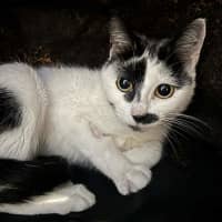 Photo of Oreo
